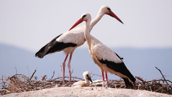 White storks  (Shutterstock/File Photo)