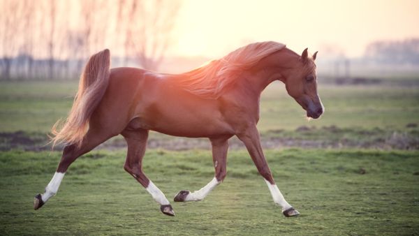 Arabian horse (Shutterstock/File Photo)