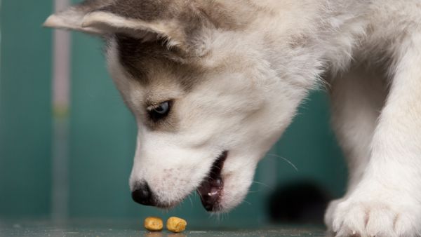 (Shutterstock/ File)