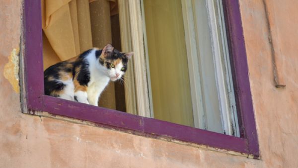 Somehow, the cat managed to get onto the window ledge and fell out, landing on the signboard of the building (Shutterstock/File)