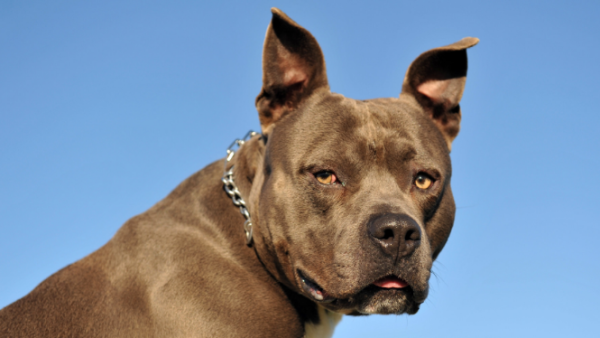Pit bulls are deemed too dangerous for UAE. (Shutterstock)