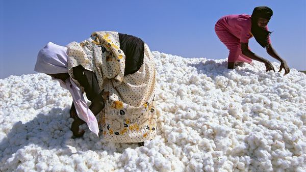 وزير سوداني: تركيا وافقت على شراء كامل محصولنا من القطن العام الماضي
