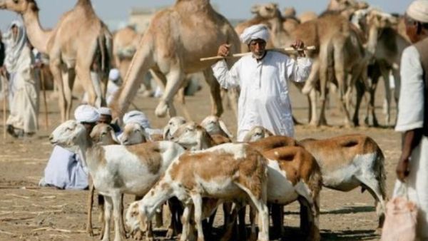 سودانيون في سوق للماشية في شرق البلاد