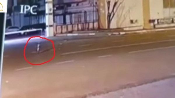  ما حقيقة هذا المخلوق الغريب الذي ظهر في تركيا ؟ 