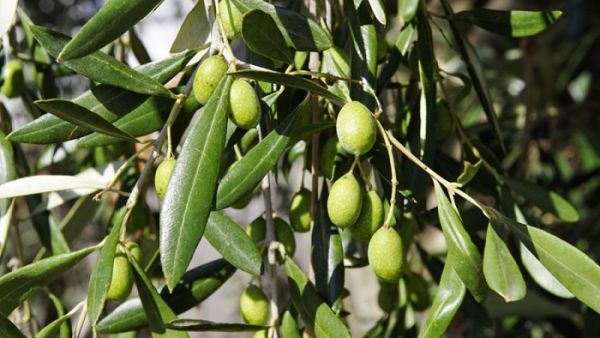 Tunisia took the leading position in the competition which evaluated 910 extra virgin olive oils from 27 countries. (File photo)