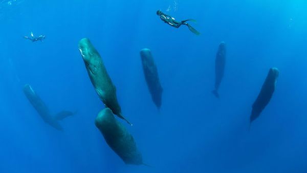 المصور "فرانكو بانفي" مع الحيتان النائمة