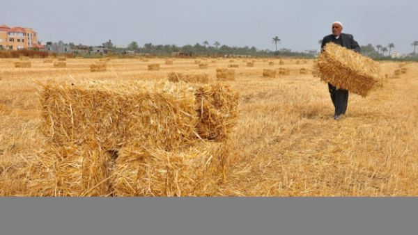 Egypt is the world's largest wheat importer. (File photo)