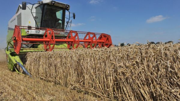 Iran expects to export 1 million tonnes of surplus wheat and its products this year. (AFP/ File)