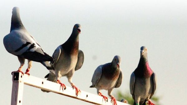 الفصائل السورية تبتعد 7 كيلو متر عن الحدود