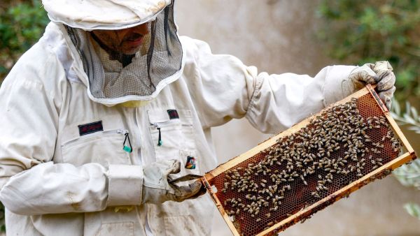 Jordan’s honey makers find fortune in COVID, post-pandemic demand