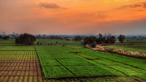 The Egyptian farmers played a key role in successfully reaching new markets - Source: Shutterstock Egypt's agricultural exports hit new highs