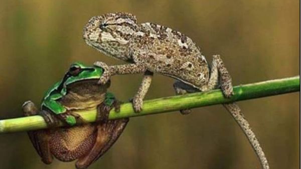 حرباء وضفدع