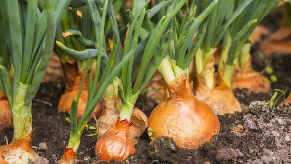 Canadian farmers do have some advantages over American growers, industry experts say. They pay a little less for migrant labor than American farmers do. (Shutterstock) US vs Canada: Who Can Create More Tears?