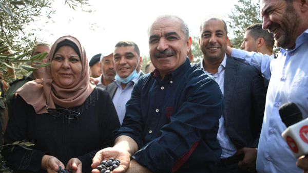 رئيس الوزراء الفلسطيني محمد اشتية خلال مشاركته في قطاف الزيتون في محافظة سلفيت