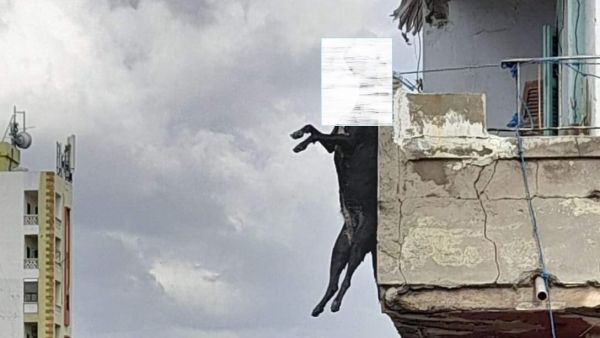 توقيف لبناني طعن كلبا وشنقه على شرفة منزل في طرابلس