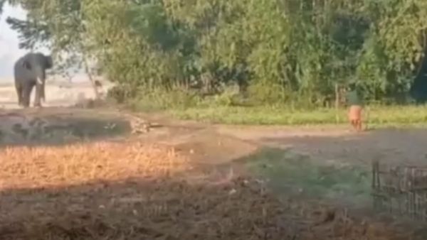 فيل هائج يطارد ويسحق رجلا في ولاية آسام الهندية