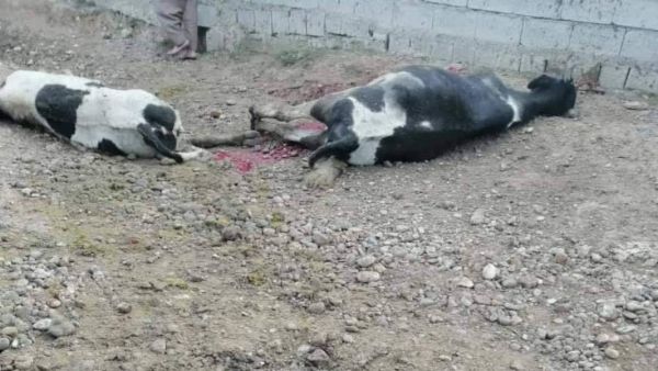 داعش يفجر قطيع أبقار في العراق