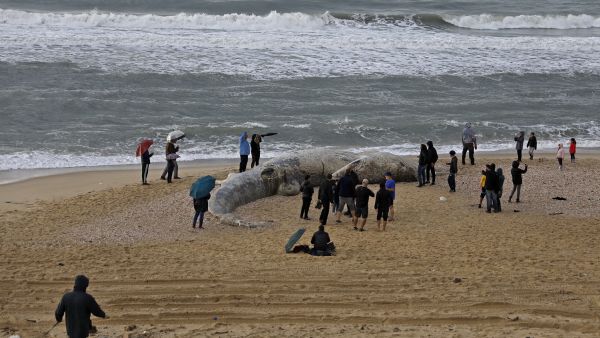 حوت نافق جنح على احد الشواطئ ويشتبه في ان يكون القطران سببا في القضاء عليه