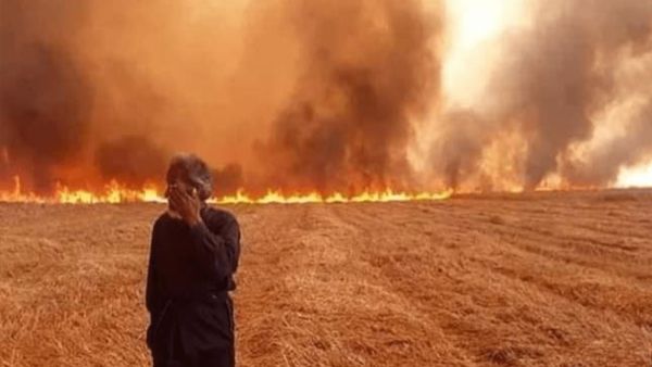 تتنافس السلطات الكردية ودمشق على شراء محصول القمح في شمال شرق البلاد.