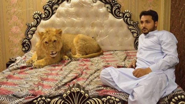 Zulkaif Chaudhary, 33, from Multan city, Pakistan, bought the cub six months ago, and has let the king of the jungle have free rein of his home (Twitter)
