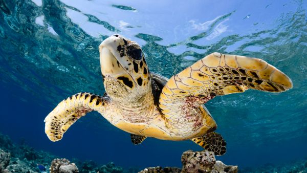 Hawksbill sea turtles (Shutterstock)	