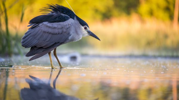 Black-crowned night heron (Shutterstock)	