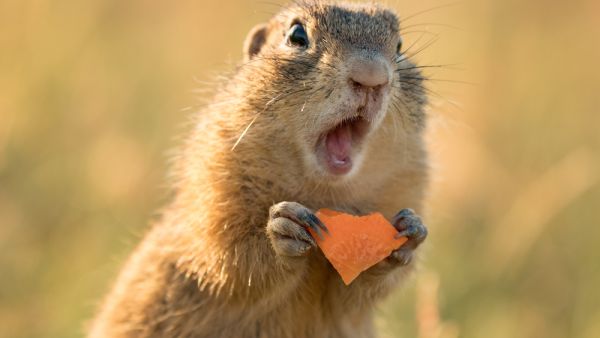 Small and lovely ground squirrel  (Shutterstock)	