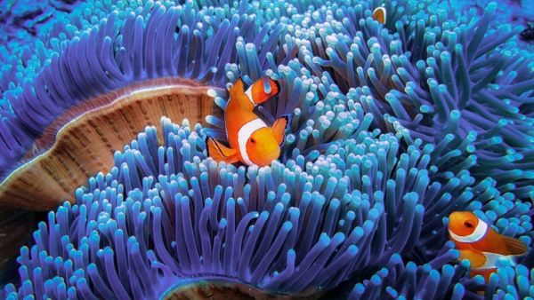 سمكة المهرج