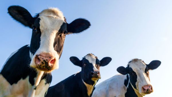 مجموعة أبقار مجموعة أبقار