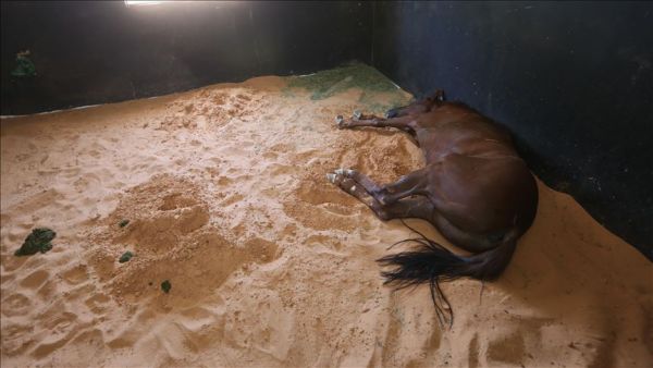 قوات حفتر تنهب مزرعة للخيول الأصيلة في ترهونة