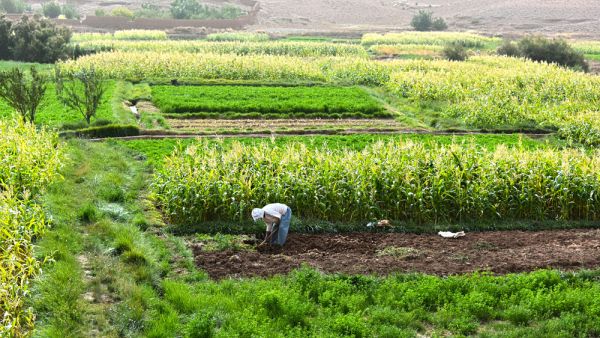 حكومة المغرب تركز على توفير المنتجات ومكافحة الاحتكار في رمضان