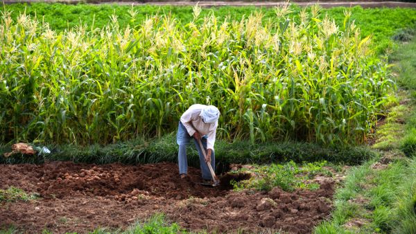 المغرب تدعم الاستثمارات الخاصة بالقطاع الفلاحي بقيمة 450 مليون دولار