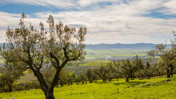 يخشى مزارعو الحبوب هذا العام من زيادات كبيرة في أسعار أسمدة "دي أي بي" الأساسية للزراعات الكبرى، نتيجة سيطرة المضاربين على النشاط واحتكاره