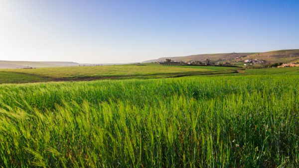 كان منتجو الحمضيات عانوا، الموسم الماضي، من خسائر كبيرة، في سياق متسم بارتفاع الإنتاج في السوق الدولي وضعف الأسعار في السوق المحلية، ما دفعهم إلى التخلص من محاصيلهم