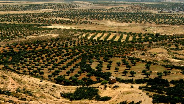 يعد زيت الزيتون التونسي من أهم القطاعات الاقتصادية المؤثرة على الميزان التجاري الغذائي وكذلك التجاري ككل