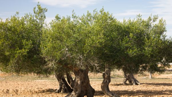 تونس تعتزم زيادة صادراتها من زيت الزيتون إلى أوروبا
