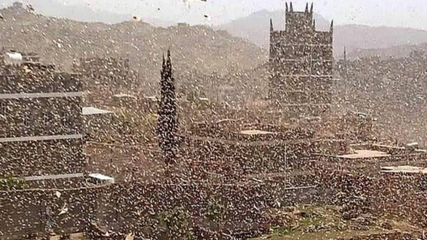 Locusts in Abyan, Yemen 2019 