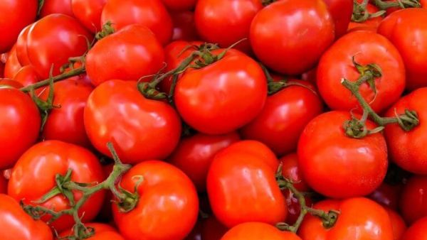 رؤية الطماطم في المنام للعزباء وللمتزوجة والمطلقة رؤية الطماطم في المنام للعزباء وللمتزوجة والمطلقة