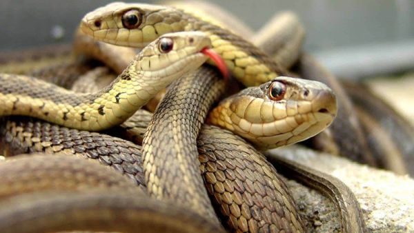 تفسير حلم الثعابين الكثيرة