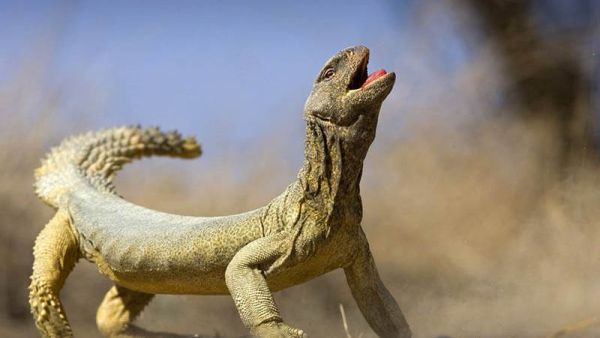 تفسير رؤية الضب في المنام
