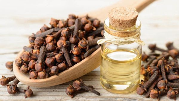 فوائد زيت القرنفل للعضو الذكري