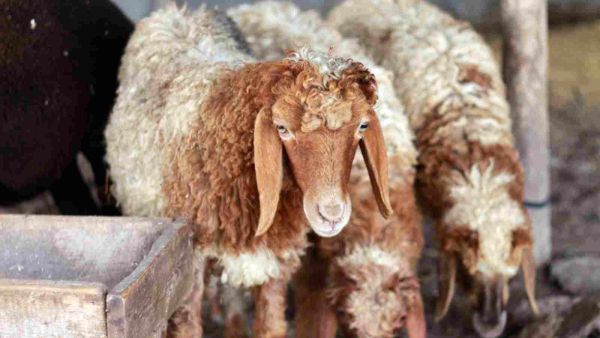 شُرعت الأضحية لتهذيب النّفس وتربيتها على طاعة الله سبحانه وتعالى والتّقرب إليه