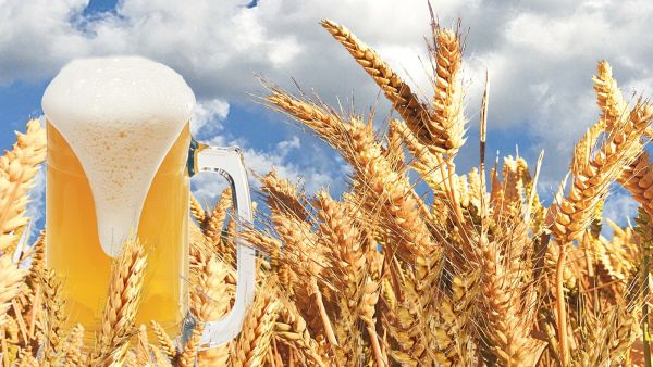 يعتبر الشعير مصدراً ممتازاً للألياف الغذائية