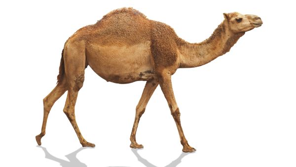رؤية الجمل في المنام