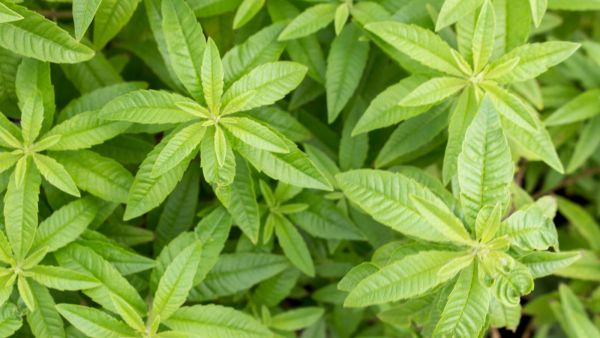 يستخدم مشروب اللويزة في علاجِ مشاكل الجهاز الهضميّ