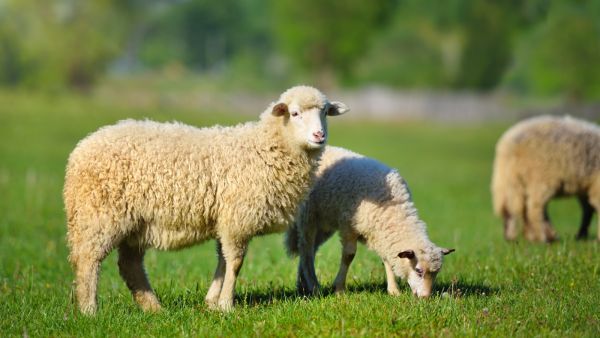 5 نصائح لشراء أضحية عيد الأضحى 2021