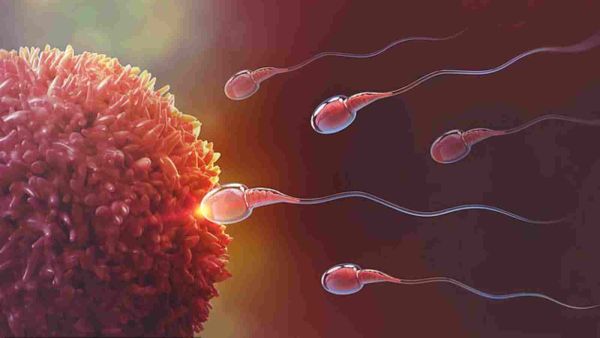 جين XRCC1 الذي يحدد جودة الحيوانات المنوية في ذكور الفئران