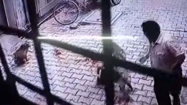 قرود تهاجم رجلا هنديا في الشارع