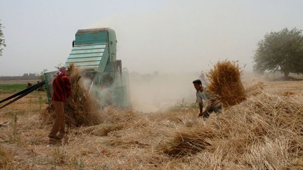 إنتاج القمح في سوريا قدر بـ 2.2 مليون طن هذه السنة 