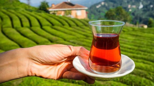مزارع الشاي في ريزا